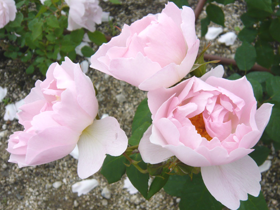 ピーチブロッサム バラ図鑑 NOIBARA